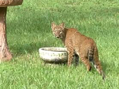 bobcat