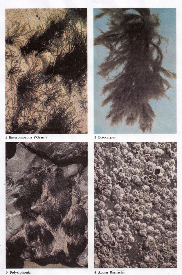 underwater growth